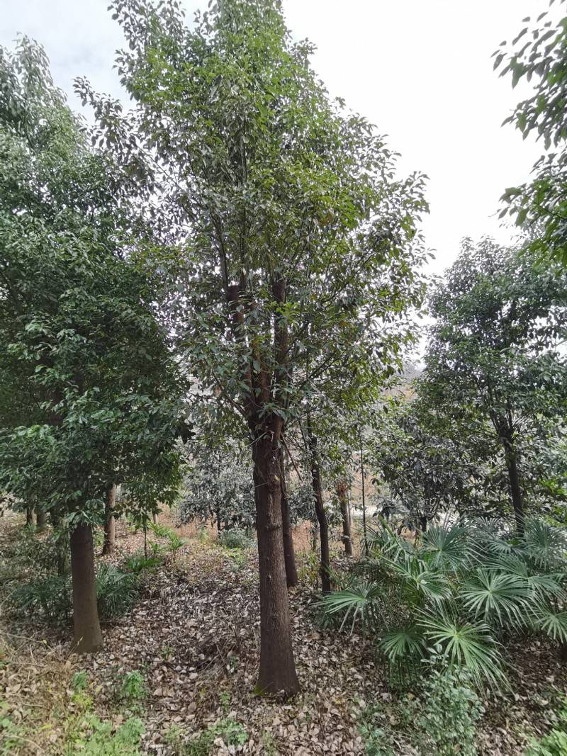 香樟树