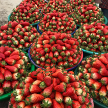 我在上海种植章姬草莓红霞草莓