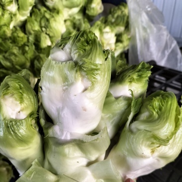精品儿菜，万亩基地，大量上市，保证质量，代发全国。