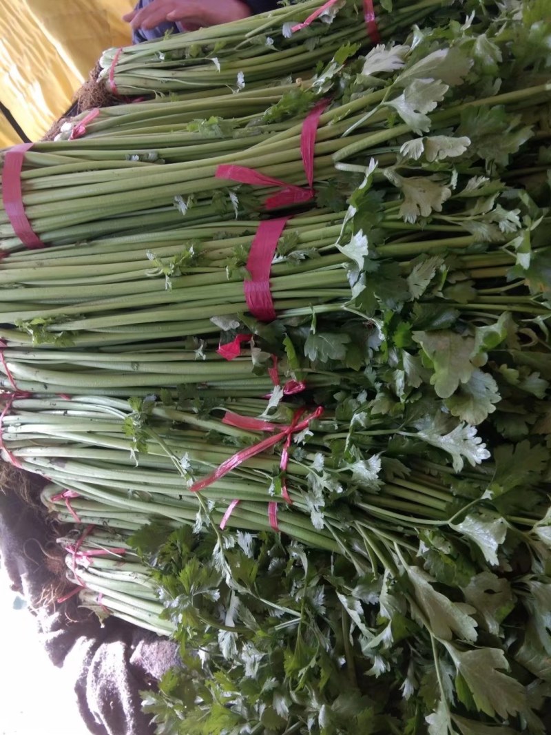 精品铁杆芹菜热销中，欢迎各位老板们前来选购，质量保证
