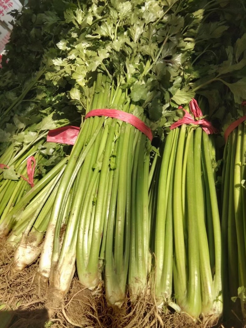 精品铁杆芹菜热销中，欢迎各位老板们前来选购，质量保证