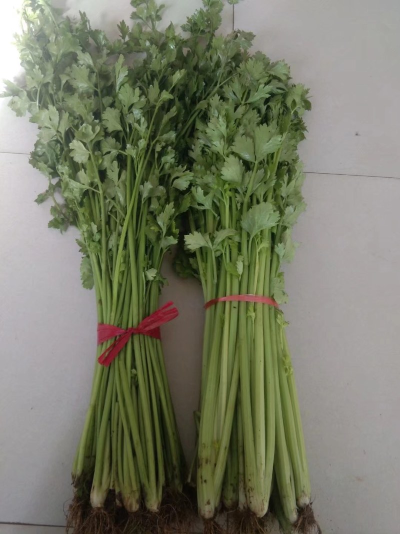 精品铁杆芹菜热销中，欢迎各位老板们前来选购，质量保证