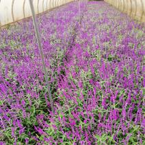 紫柳，墨西哥鼠尾草，云南昆明墨西哥鼠尾草种植批发，多种规