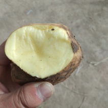 【精品土豆】甘肃土豆大量上市货量充足口感好量大从优