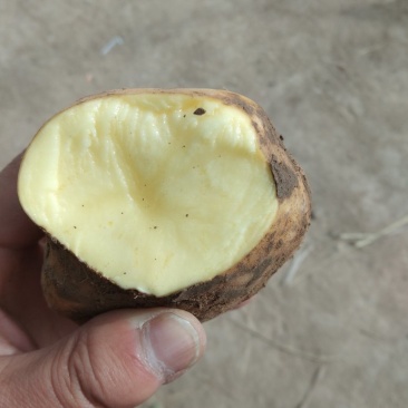 【精品土豆】甘肃土豆大量上市货量充足口感好量大从优