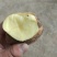 【精品土豆】甘肃土豆大量上市货量充足口感好量大从优