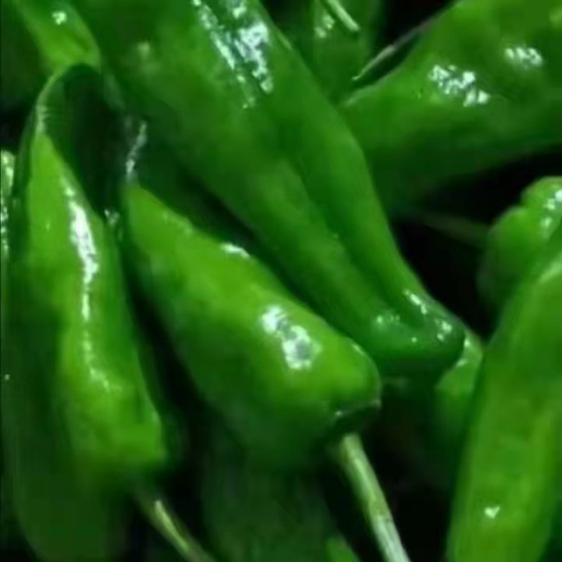 【基地直供】新鲜辣椒，货源稳定，随到随装价格合理质量保证