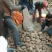 【精品土豆】甘肃土豆大量上市货量充足口感好量大从优