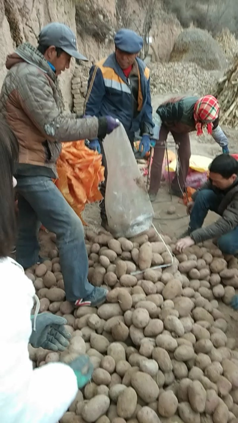 【精品土豆】甘肃土豆大量上市货量充足口感好量大从优
