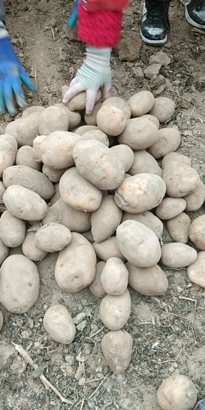 【精品土豆】甘肃土豆大量上市货量充足口感好量大从优