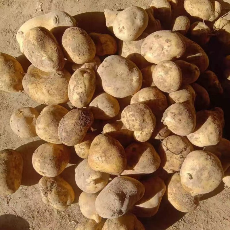【精品土豆】甘肃土豆大量上市货量充足口感好量大从优