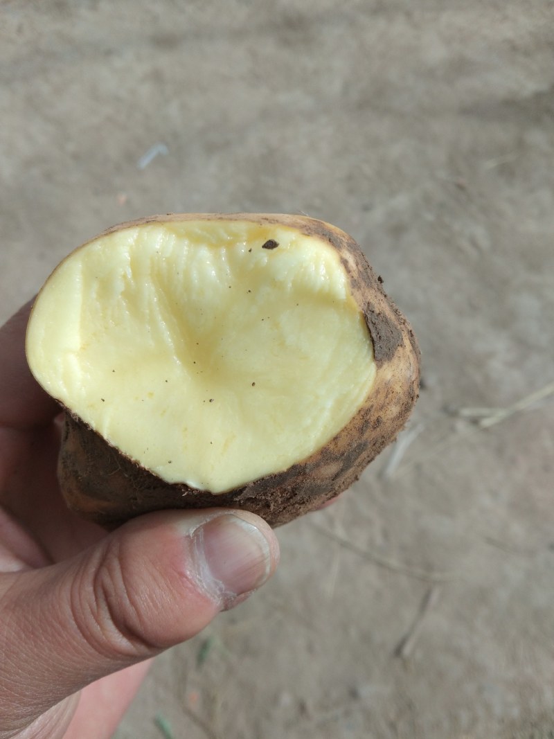 【精品土豆】甘肃土豆大量上市货量充足口感好量大从优