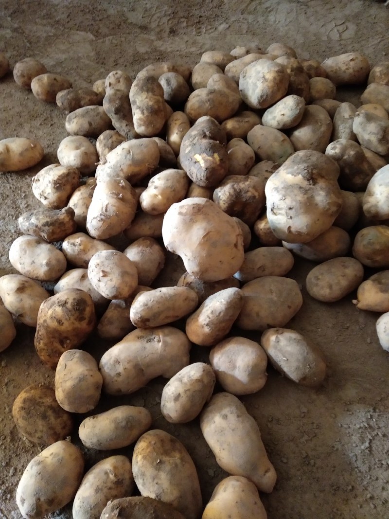 【精品土豆】甘肃土豆大量上市货量充足口感好量大从优