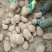 【精品土豆】甘肃土豆大量上市货量充足口感好量大从优