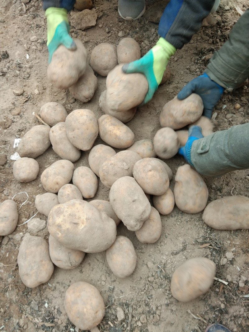 【精品土豆】甘肃土豆大量上市货量充足口感好量大从优