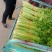 芹菜大量上市，欢迎您的采购与咨询