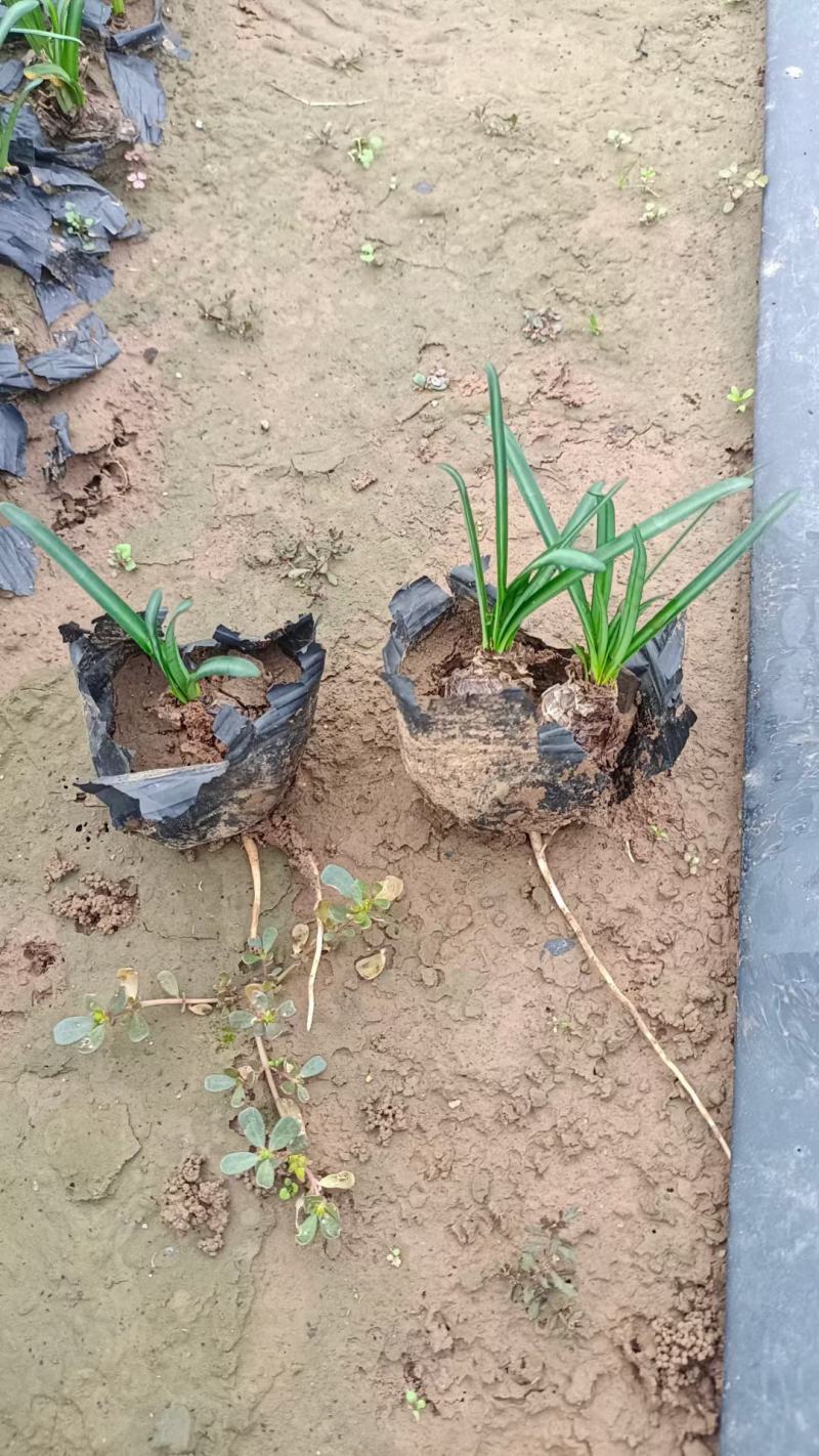 精品红花石蒜，基地直发直销，欢迎各位老板致电洽谈