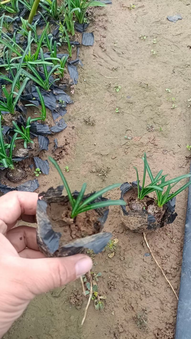精品红花石蒜，基地直发直销，欢迎各位老板致电洽谈