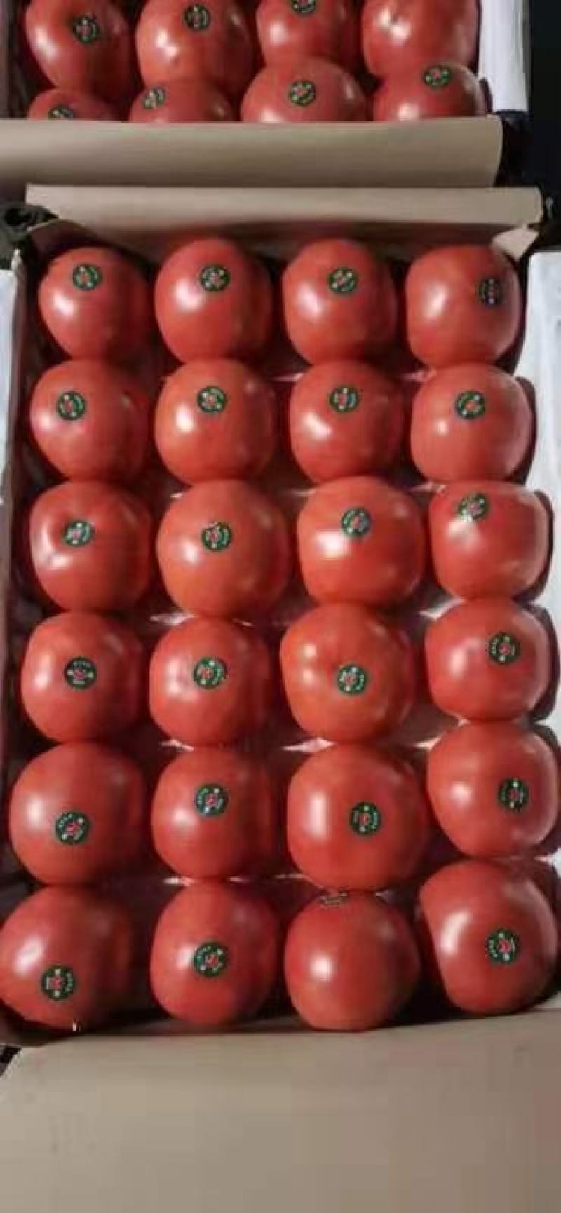 精品西红柿，听果，粉果，量大有货支持线上交易