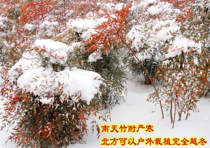 南天竹南天竹种子火焰南天竹种子兰天竹种子红天竹种子产地直