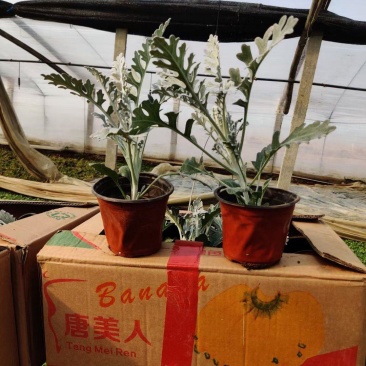 精品银叶菊大量上市，基地直发直销欢迎各位老板致电洽谈