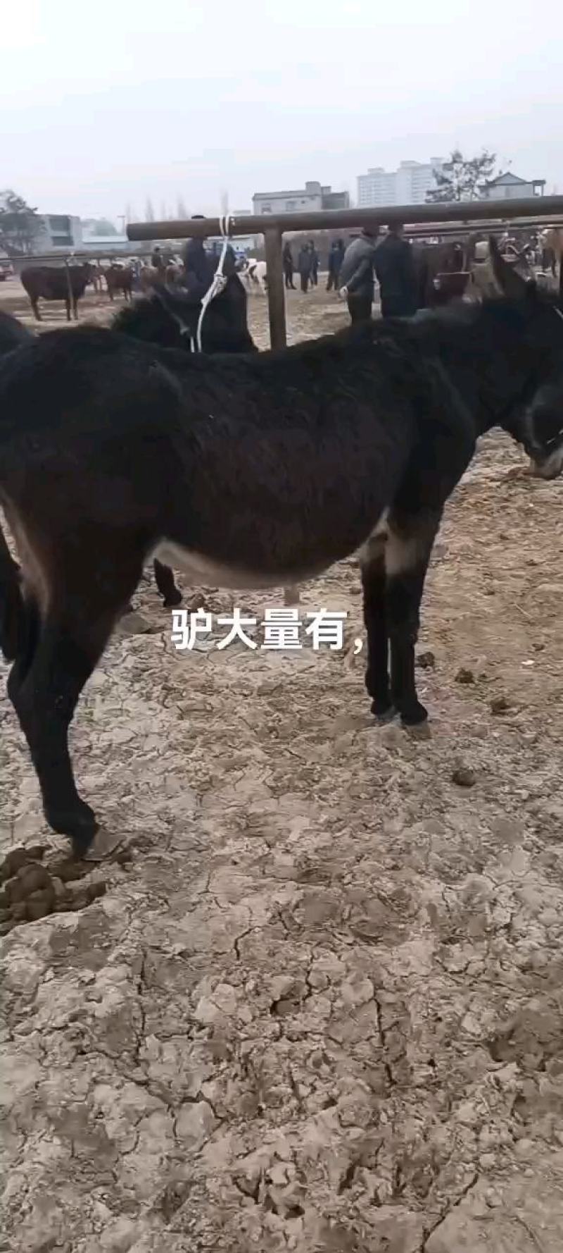 小驴苗，肉驴，架子驴，驴骡，大量有货，欢迎各地客商选购