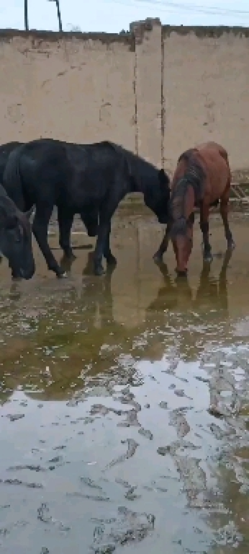 小驴苗，肉驴，架子驴，驴骡，大量有货，欢迎各地客商选购