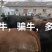 西门达尔杂交，牛犊，土黄牛，欢迎各地客商选购