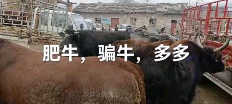 西门达尔杂交，牛犊，土黄牛，欢迎各地客商选购