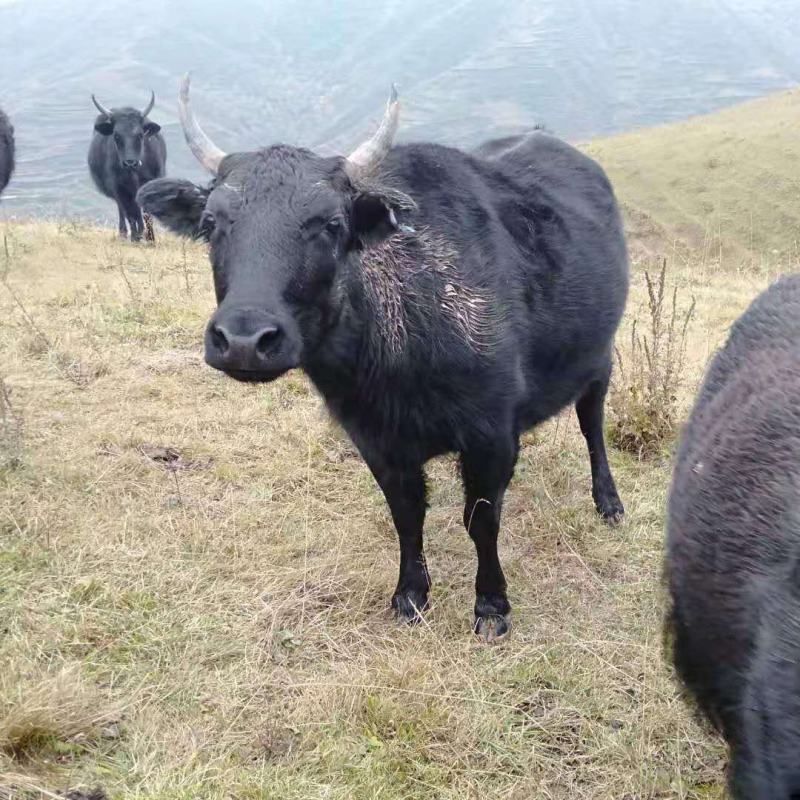 西门达尔杂交，牛犊，土黄牛，欢迎各地客商选购