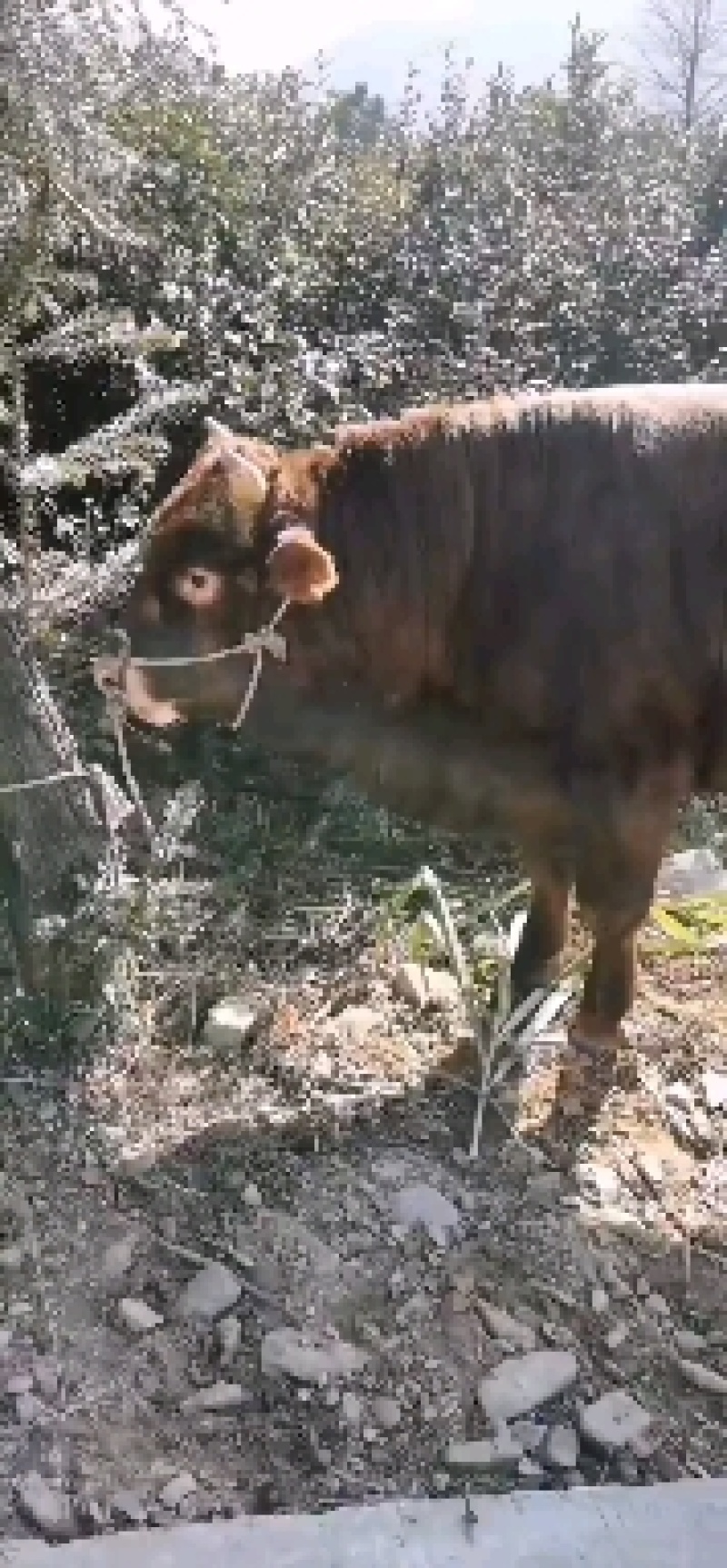 西门达尔杂交，牛犊，土黄牛，欢迎各地客商选购