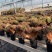 多肉植物法师欧版紫羊绒品种多多，欢迎新老客户选购