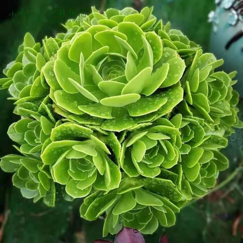 多肉植物法师欧版紫羊绒品种多多，欢迎新老客户选购
