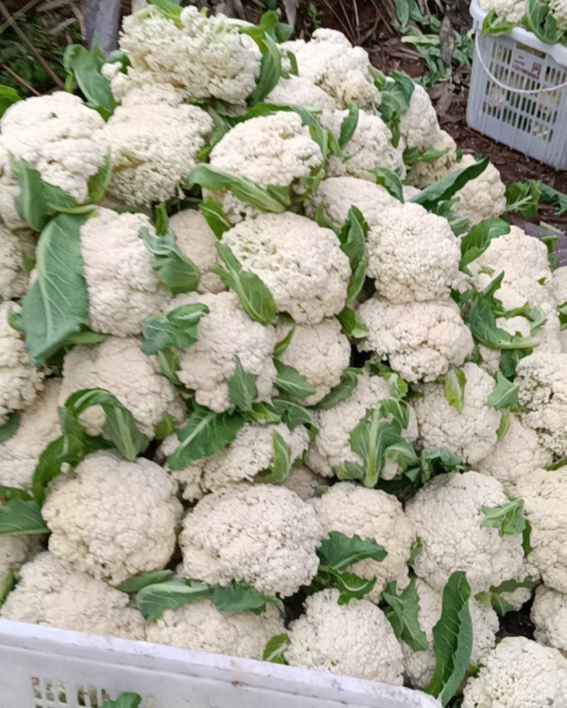 微笑面对蔬菜批发？代办各种蔬菜，有散花，西兰花，茄子，黄