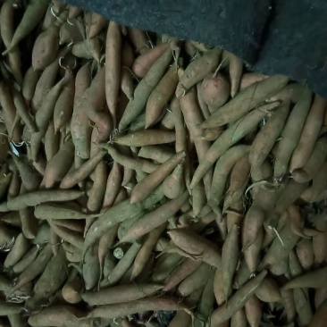 蜜薯宝宝薯3两以下，红皮红心！