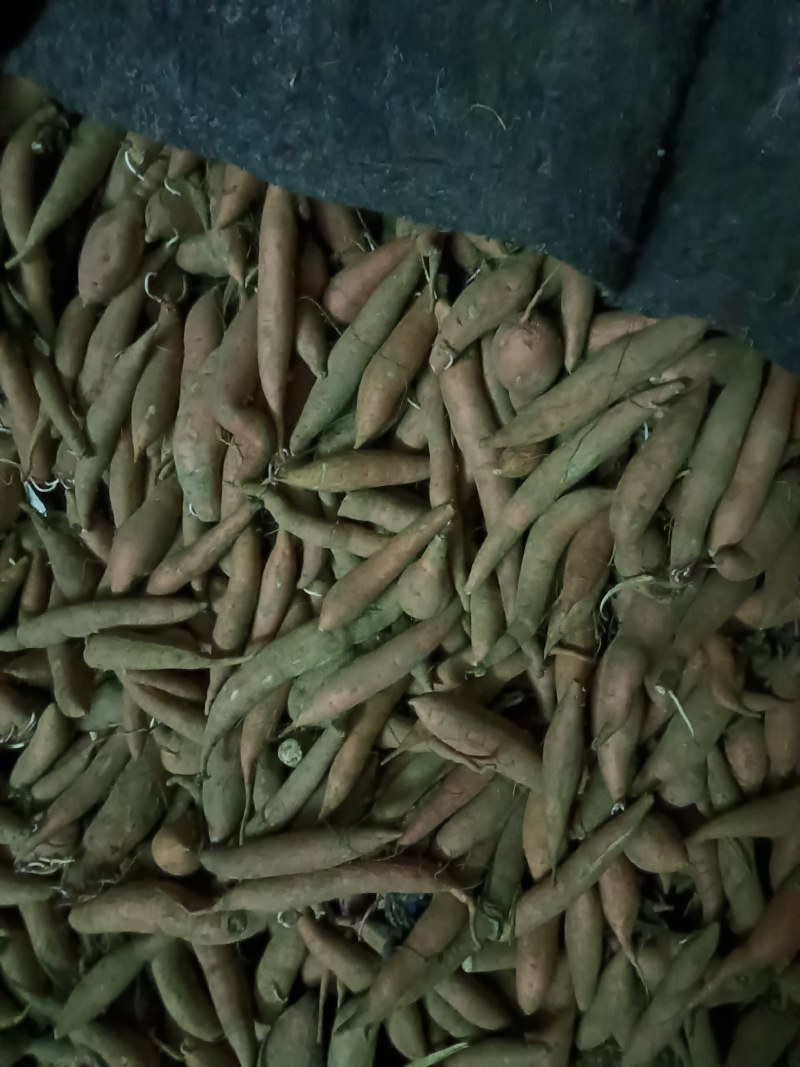 蜜薯宝宝薯3两以下，红皮红心！