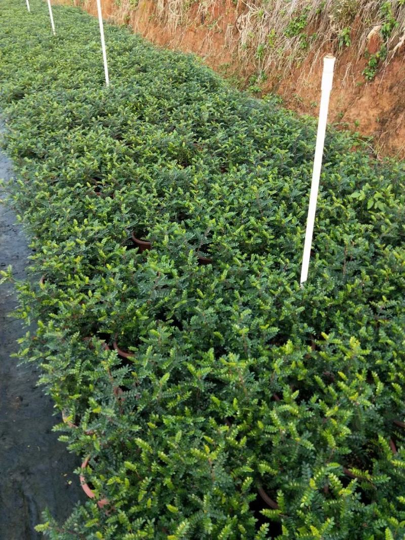 清香木佛山基地直销一手货源，基地直发，净化空气