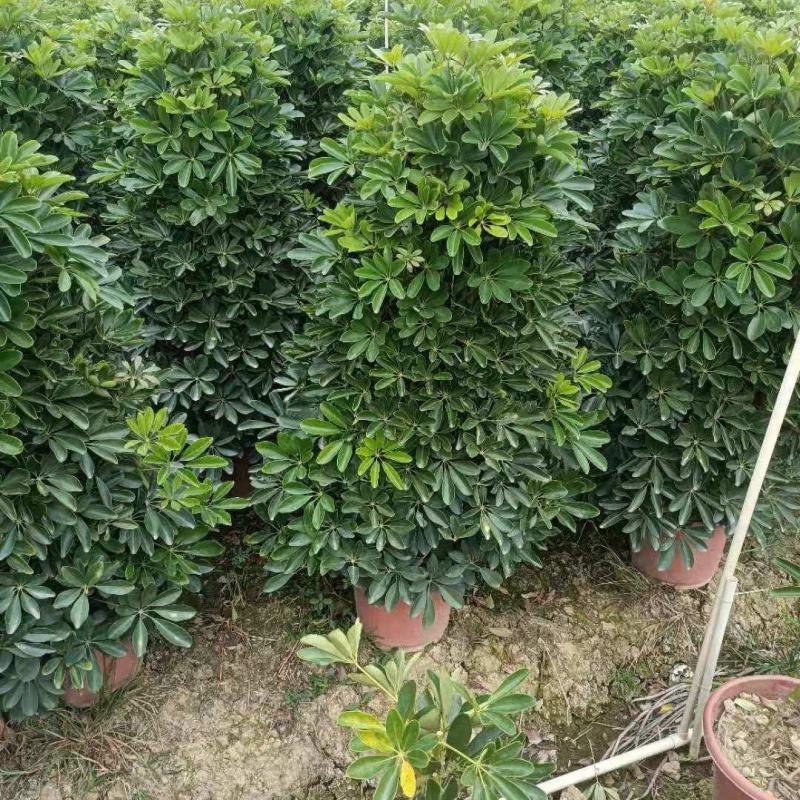 鸭脚木大量工程鸭脚木