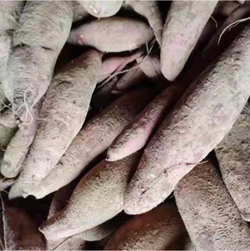 山东板栗薯，口感甘甜面，支持各种规格，各种包装