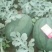 欧洲风暴西瓜种子抗重茬耐阴雨不裂果特大果抗病