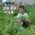 欧洲风暴西瓜种子抗重茬耐阴雨不裂果特大果抗病