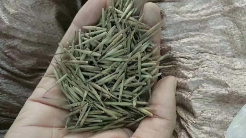 新采竹子种子毛竹种子雷竹紫竹种子青竹种子大型竹