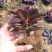多肉植物法师灰法师质量有保证，欢迎新老客户选购