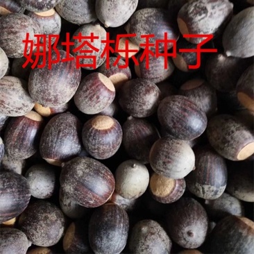 娜塔栎种子彩叶娜塔栎种子北美娜塔栎苗产地直销提供播种技术
