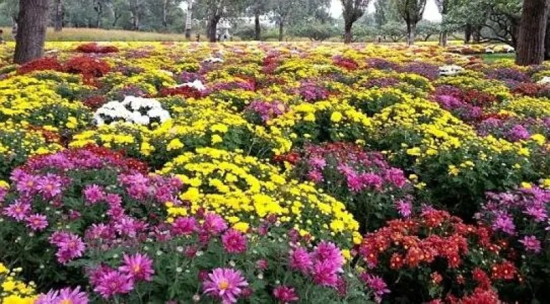 黑心菊种子宿根多年生耐寒耐旱金光菊地被菊种子春秋种植花海