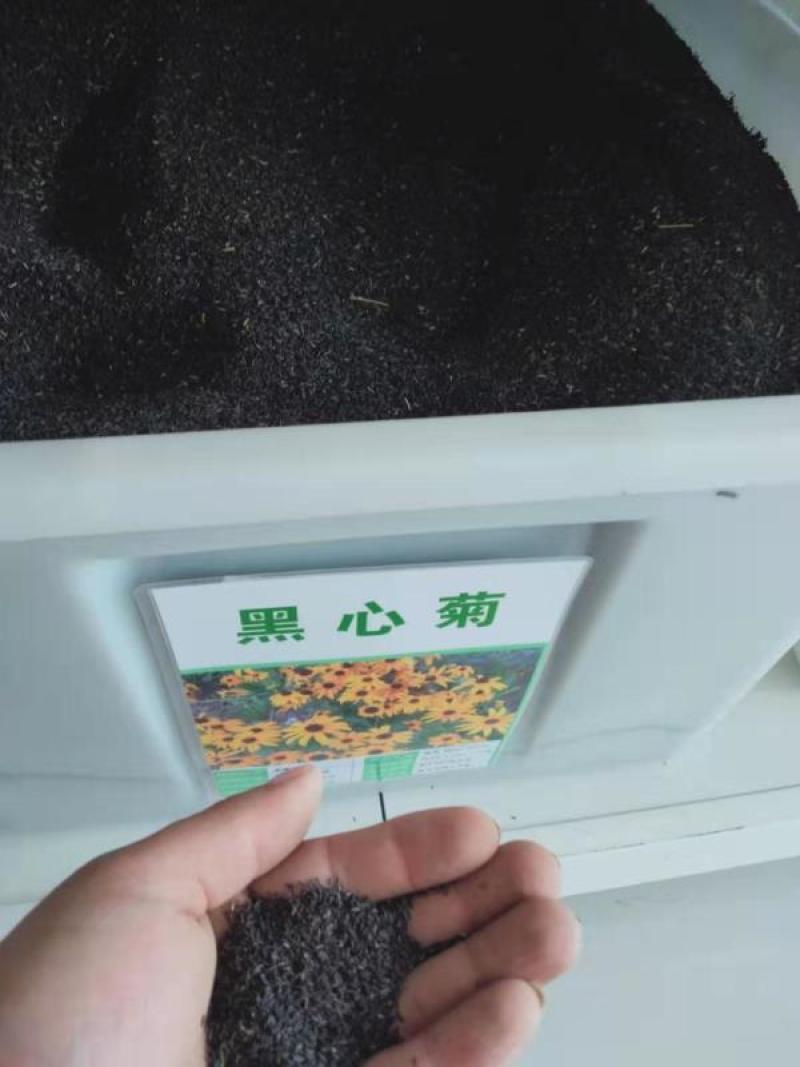 黑心菊种子宿根多年生耐寒耐旱金光菊地被菊种子春秋种植花海