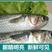 新鲜大梭鱼鲜活速冻鲻鱼海捕红眼梭子鱼海鲜海鱼水产多省包邮