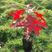 娜塔栎种子彩叶娜塔栎种子北美娜塔栎苗产地直销提供播种技术