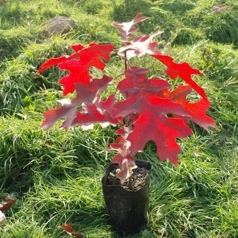 娜塔栎种子彩叶娜塔栎种子北美娜塔栎苗产地直销提供播种技术