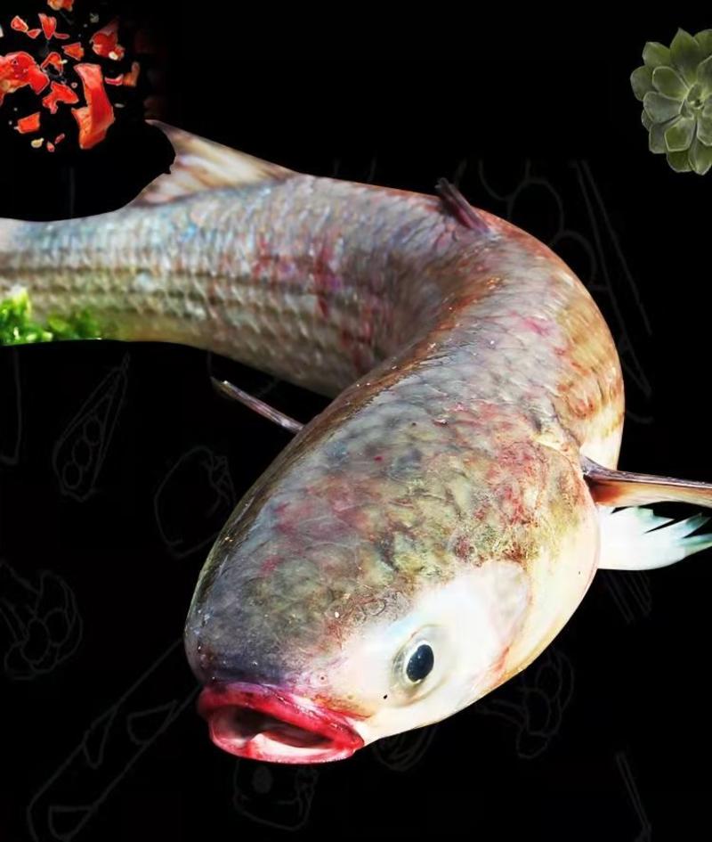 新鲜大梭鱼鲜活速冻鲻鱼海捕红眼梭子鱼海鲜海鱼水产多省包邮